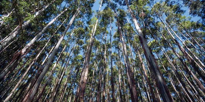 eucaliptus